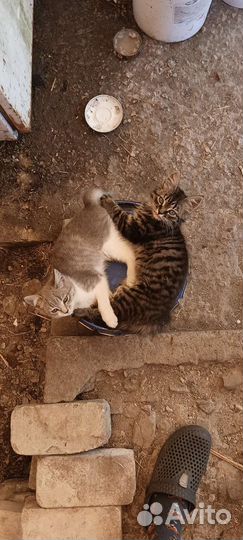 Отдам в добрые руки котят