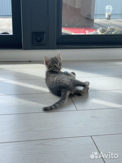 Котята в добрые руки бесплатно