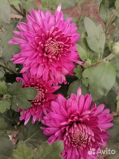 Корейская хризантема