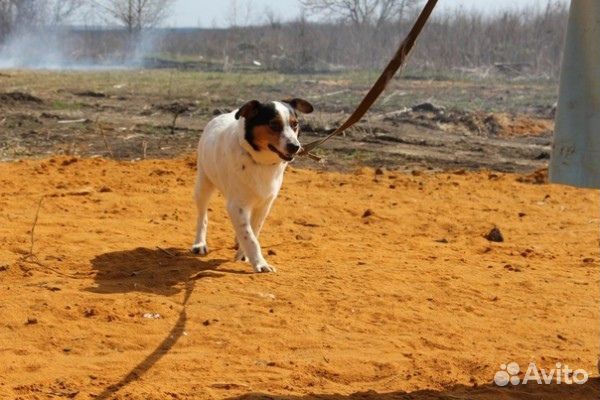 Не большая собачка бесплатно