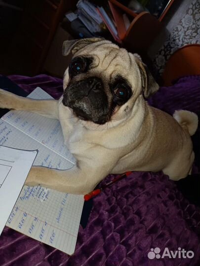 Щенки мопса