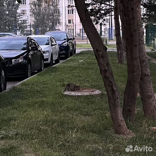 Котята ищут дом