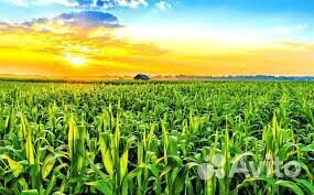 Тракторист в поле категория D (вахта)