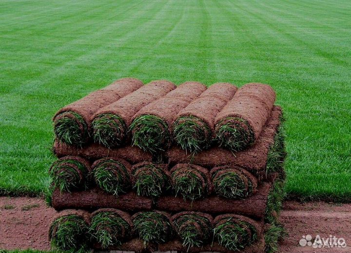 Рулонный газон Стандарт