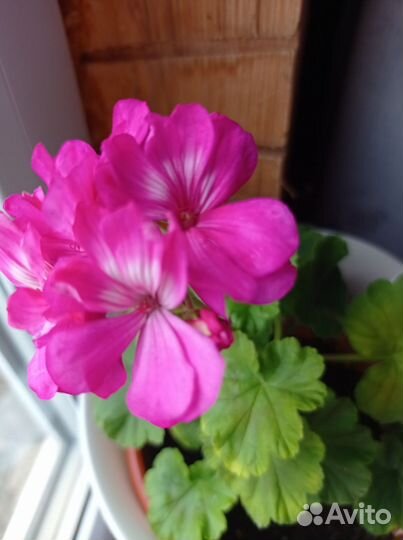 Комнатные растения