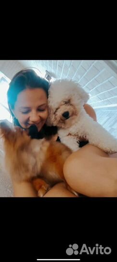 Передержка собак