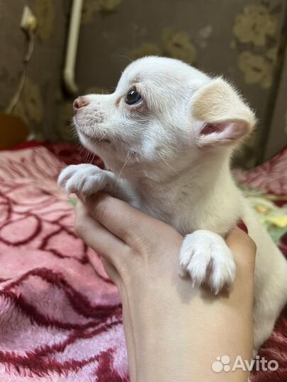 Щенки Чихуахуа