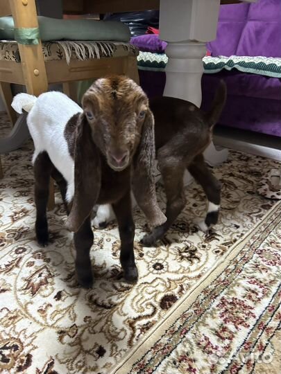 Козочка камори