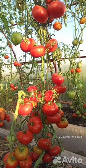 Семена томатов и перца