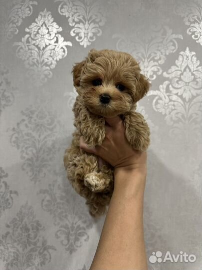 Мальтипу f1 super мини