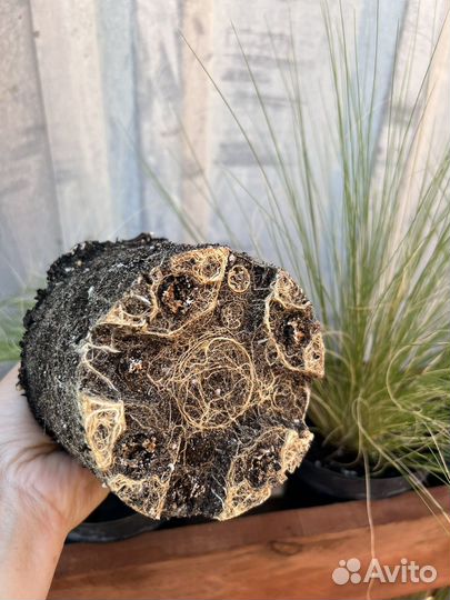 Ковыль саженцы