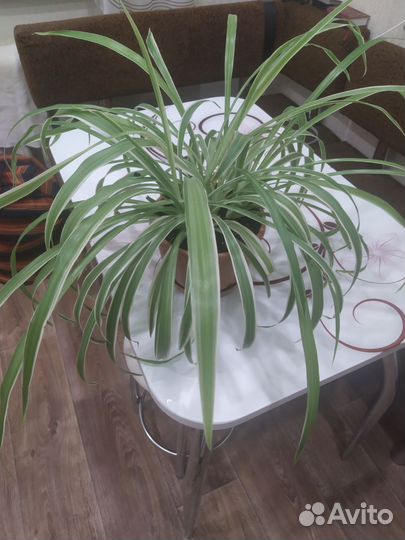 Хлорофитум