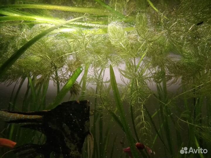 Аквариумные растения водоросли