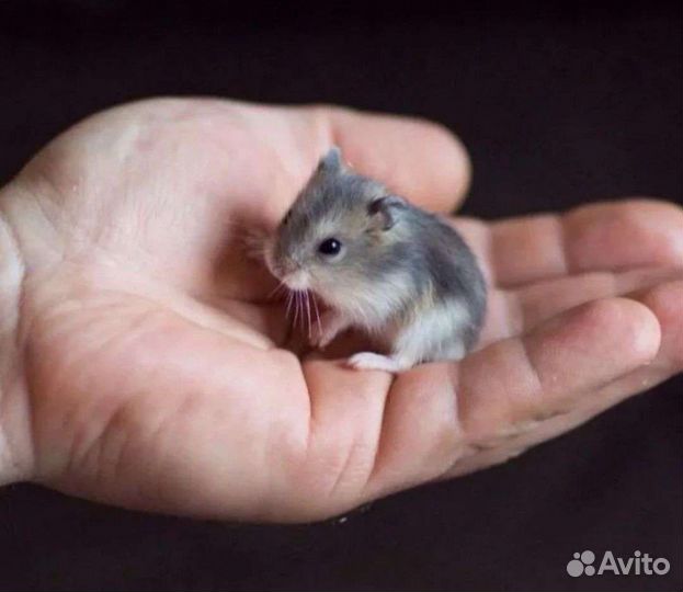 Джунгарский хомяк с большой клеткой