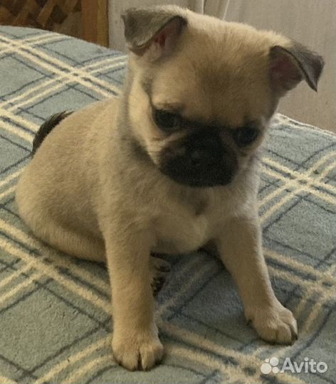 Мопс щенки-метисы