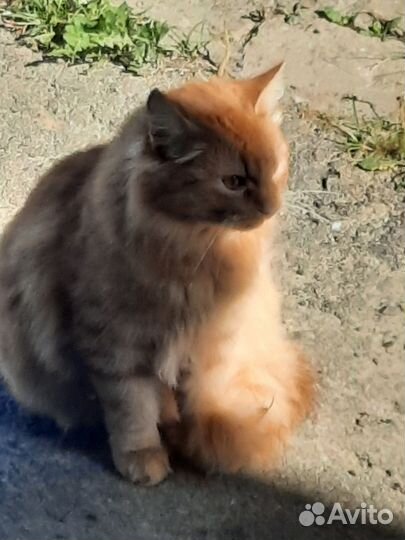 Кошка в дар бесплатно