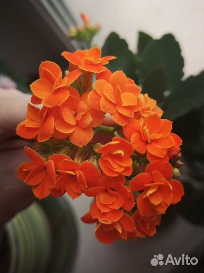 Каланхоэ Блоссфельда Каландива