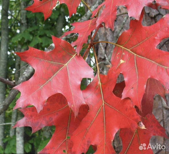 Красный дуб 100см