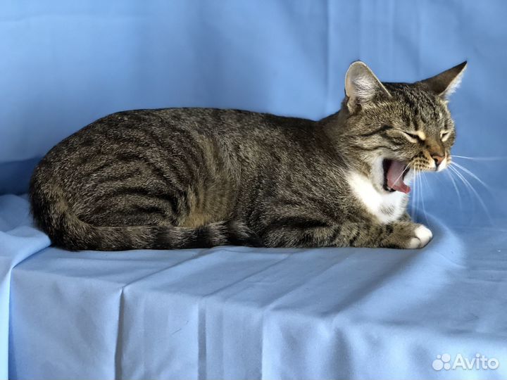 Кошка мышеловка