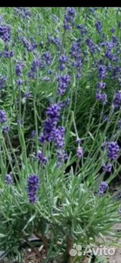 Розмарин, лаванда саженцы, мускари цветы
