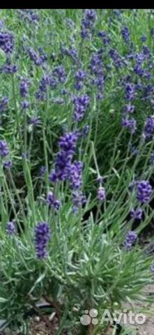 Розмарин, лаванда саженцы, мускари цветы