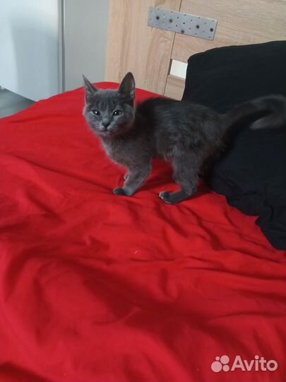 Котята в добрые руки бесплатно