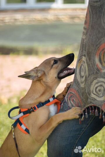 Собака в добрые руки отдам бесплатно