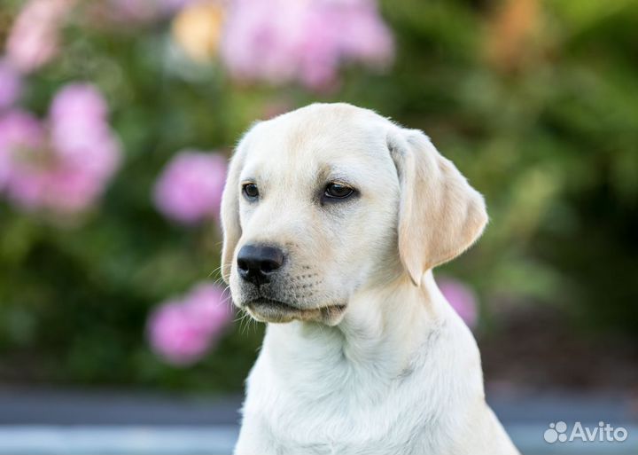 Щенки лабрадора. Питомник РКФ
