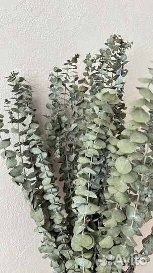 Эвкалипт сухоцвет