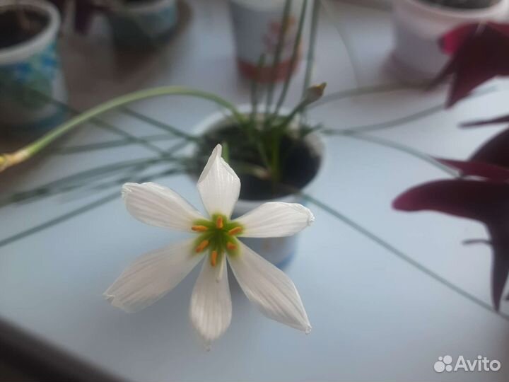 Зефирантес белый, выскочка, комнатные цветы