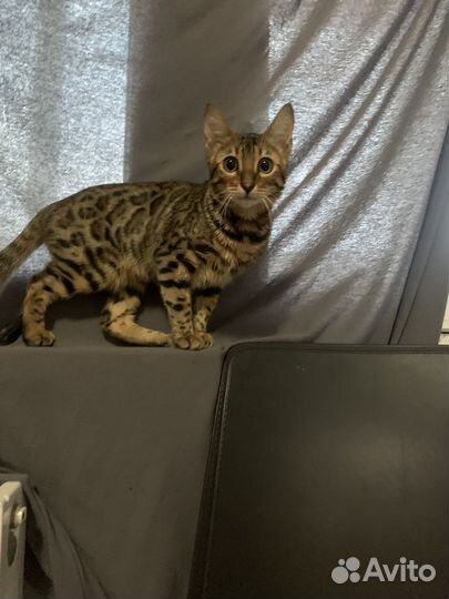 Бенгальская