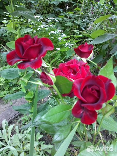 Розы разные