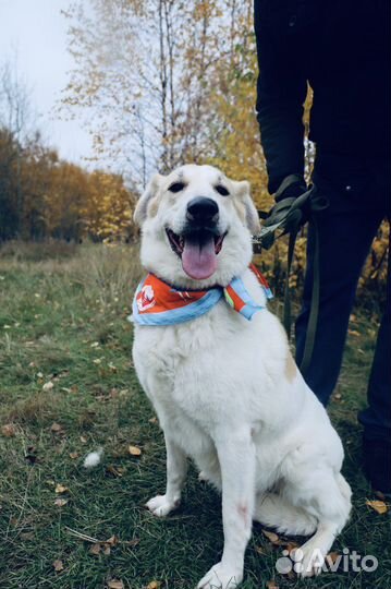 Самая добрая на свете собака умрет в приюте