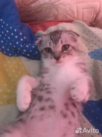 Котята метисы