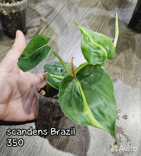 Сциндапсусы, эпипремнумы, сингониумы и др