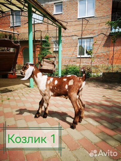 Нубийские козы