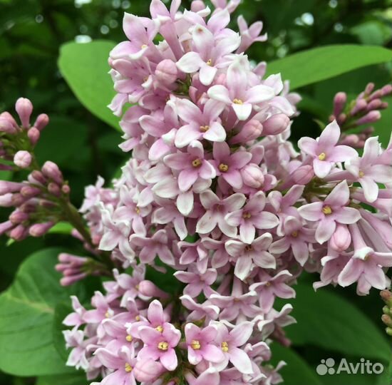 Саженцы Сирени сортовой в зкс таре