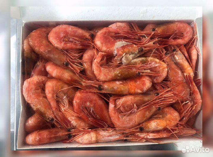 Креветка Северная