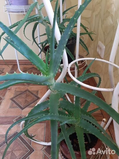 Алоэ лечебный