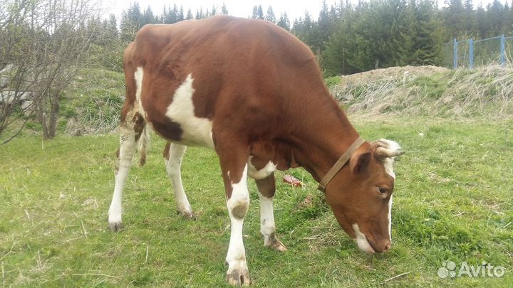 Тёлка Айрширской породы
