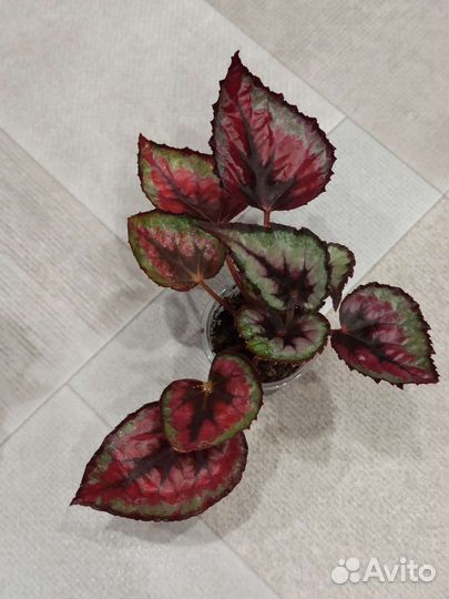 Бегонии королевские. Часть 2