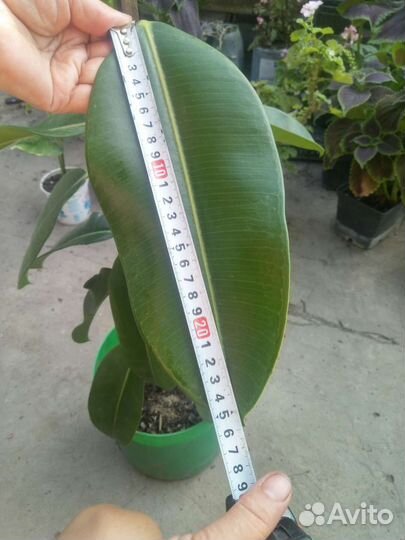 Фикус каучуконосный