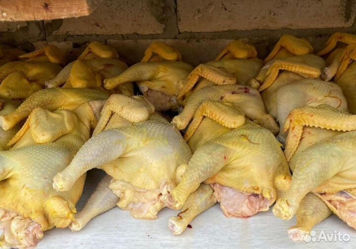 Куры домашние