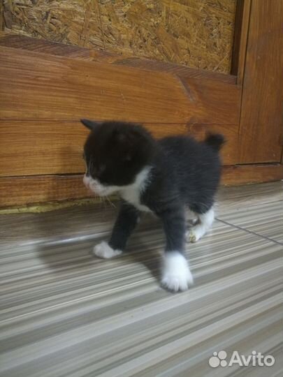 Котята курильский бобтейл бесплатно