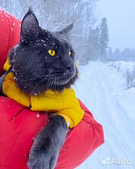 Кот мейн-кун вязка
