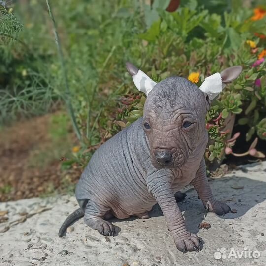 Ксолоитцкуинтли мини