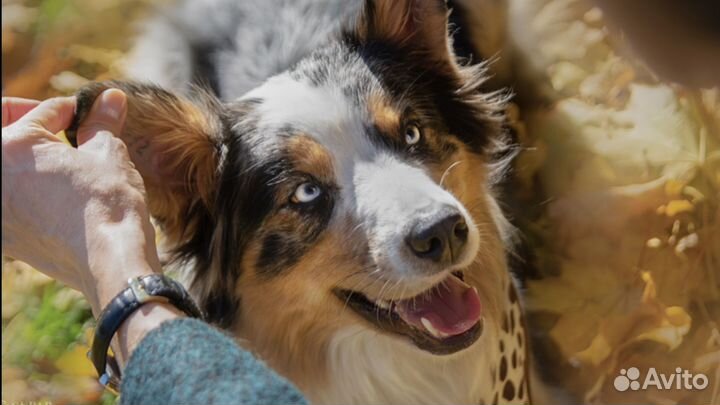 Собака для с'емок/фотосессии/реклама/кино