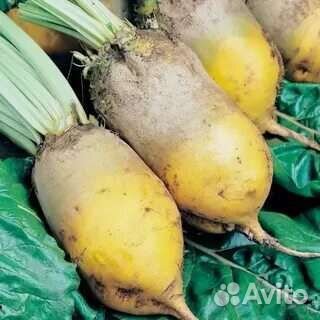 Свекла кормовая