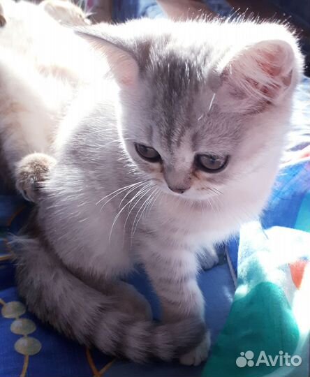 Шотландская вислоухая