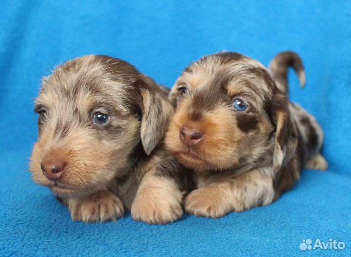 Такса кроличья жесткошерстная. РКФ. Мальчики